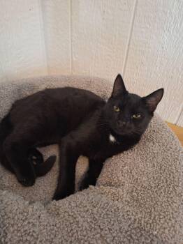 Domestic Short Hair Cats Available for Adoption in Dayton, Ohio - Charles | PetCurious