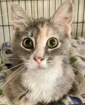 Patches -  Domestic Medium Hair Cat for Adoption in Lacon, Illinois - Patches | PetCurious