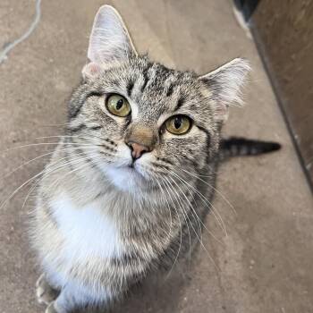 Wiggles -  Domestic Short Hair Cat for Adoption in Washburn, Missouri - Wiggles | PetCurious