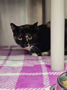 London -  Domestic Short Hair Cat for Adoption in Webster, Massachusetts - London | PetCurious