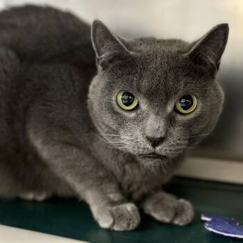 Domestic Short Hair Cats Available for Adoption in Jackson Township, New Jersey - Turnip  | PetCurious