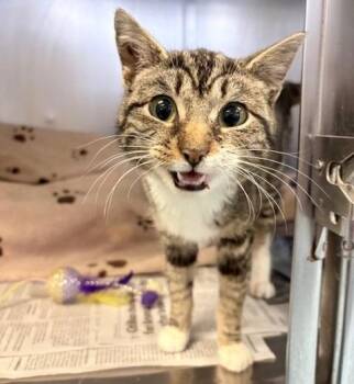 Domestic Short Hair Cats Available for Adoption in Ogdensburg, New York - Lydia | PetCurious