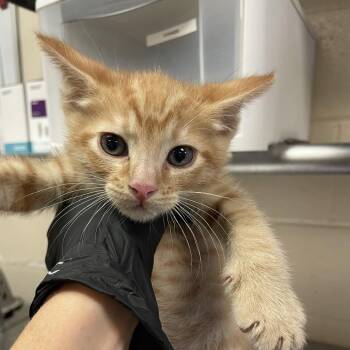 Cassian -  Domestic Short Hair Cat for Adoption in Reno, Nevada - Cassian | PetCurious