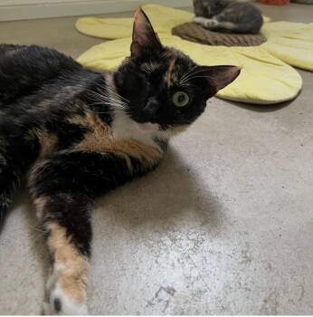 Meadow -  Domestic Short Hair Cat for Adoption in Oceanside, California - Meadow | PetCurious