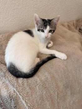 Megan -  Domestic Short Hair Cat for Adoption in Liverpool, Texas - Megan | PetCurious