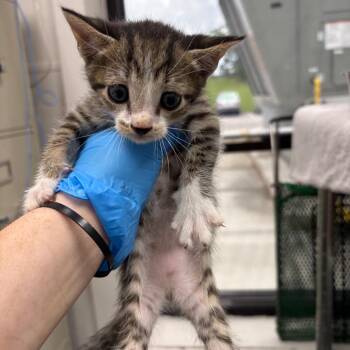 Domestic Short Hair Cats Available for Adoption in Columbiana, Alabama - Buggy | PetCurious