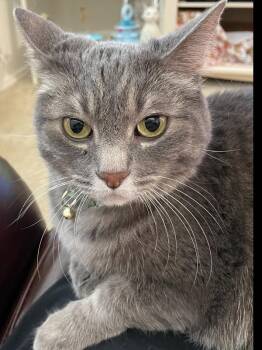 Domestic Short Hair Cats Available for Adoption - Sylvia | PetCurious