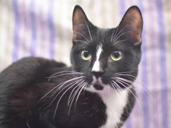 Domestic Short Hair Cats Available for Adoption in Portland, Oregon - Starla | PetCurious