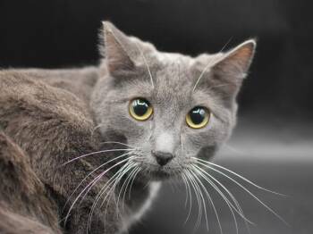 Blue -  Domestic Short Hair Cat for Adoption in Portland, Oregon - Blue | PetCurious