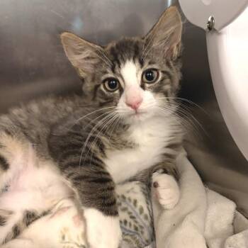 Froggy -  Domestic Long Hair Cat for Adoption in Marshall, Virginia - Froggy | PetCurious