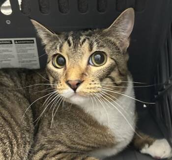 Bastet -  Domestic Short Hair Cat for Adoption in Golden, Colorado - Bastet | PetCurious