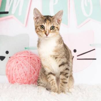 Rescue Domestic Short Hair Cats for Adoption in Lewisville, Texas - Bella | PetCurious