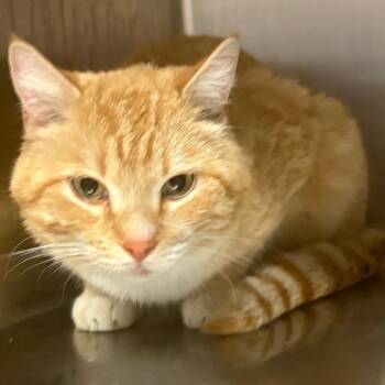 Domestic Short Hair Cats Available for Adoption in Chattanooga, Tennessee - Mr. Flipperflapp | PetCurious