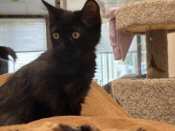 Dexter -  Domestic Short Hair Cat for Adoption in Walled Lake, Michigan - Dexter | PetCurious