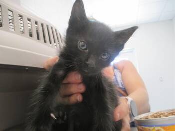 LORD ZEDD -  Domestic Short Hair Cat for Adoption in Ocala, Florida - LORD ZEDD | PetCurious