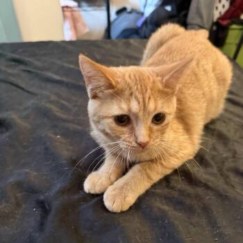 Doc/Rapenzel -  American Shorthair Cat for Adoption in Pittsburgh, Pennsylvania - Doc/Rapenzel | PetCurious