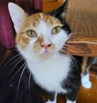 Calico Cats Available for Adoption - Lucy | PetCurious