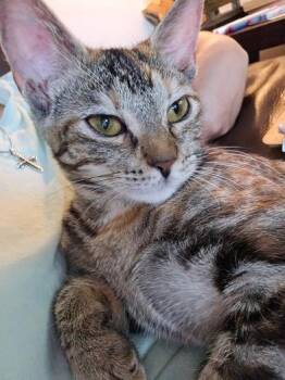 Rescue Domestic Short Hair Cats for Adoption in Liverpool, Texas - Valka | PetCurious