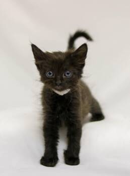 Cherry Creek -  Domestic Short Hair Cat for Adoption in Denver, Colorado - Cherry Creek | PetCurious