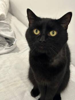 Domestic Short Hair Cats Available for Adoption - Pepper Jack | PetCurious