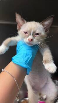 LEGGY -  Domestic Short Hair Cat for Adoption in San Antonio, Texas - LEGGY | PetCurious