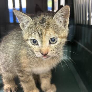 Laudna -  Domestic Short Hair Cat for Adoption in Leander, Texas - Laudna | PetCurious