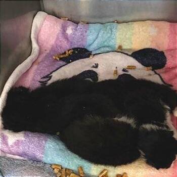 Miss Cottontail -  Domestic Short Hair Cat Available for Adoption in Cumming, Georgia - Miss Cottontail | PetCurious