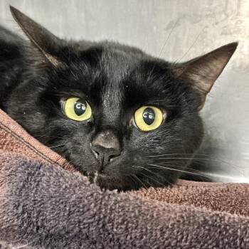 Domestic Short Hair Cats Available for Adoption in Matteson, Illinois - Nunya | PetCurious
