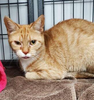Rescue Domestic Short Hair and Tabby Cats for Adoption in Lemont, Illinois - Juno | PetCurious