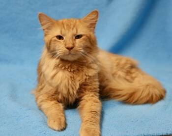 Rescue Domestic Medium Hair and Domestic Short Hair Cats for Adoption in Hastings, Minnesota - Leon | PetCurious