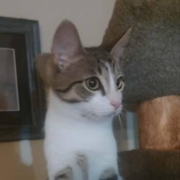 Desmond -  Domestic Short Hair Cat for Adoption in Lyndhurst, Virginia - Desmond | PetCurious