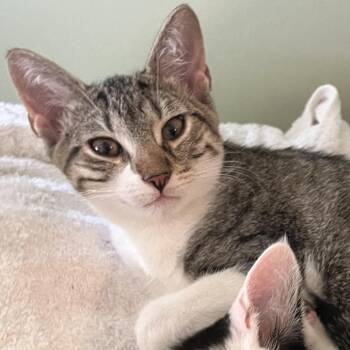 Stormy -  Domestic Short Hair Cat for Adoption in West Palm Beach, Florida - Stormy | PetCurious