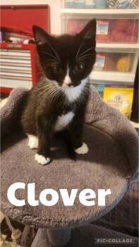 Clover -  Domestic Short Hair Cat for Adoption in Newberg, Oregon - Clover | PetCurious