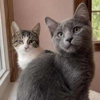 Bean Sprout and Stew -  Domestic Short Hair Cat for Adoption in Pontiac, Michigan - Bean Sprout And Stew | PetCurious