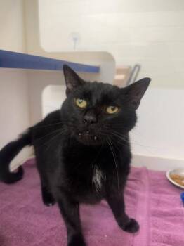 Ender -  Domestic Short Hair Cat for Adoption in Vero Beach, Florida - Ender | PetCurious