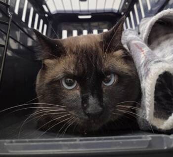 Claire -  Siamese Cat for Adoption in Sacramento, California - Claire | PetCurious