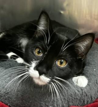 Rescue Domestic Short Hair Cats for Adoption in Berkeley Heights, New Jersey - Loving Lenore | PetCurious