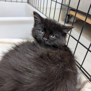 Domestic Long Hair Cats Available for Adoption - Fraser | PetCurious