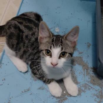 Devlin -  Domestic Short Hair Cat for Adoption in Jupiter, Florida - Devlin | PetCurious