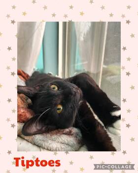 Tiptoes -  Domestic Short Hair Cat for Adoption in Newberg, Oregon - Tiptoes | PetCurious