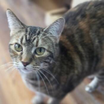 Zoe -  Domestic Short Hair Cat for Adoption in Midland, Texas - Zoe | PetCurious