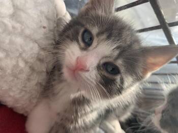 Diamond -  Domestic Medium Hair Cat for Adoption in Fort Walton Beach, Florida - Diamond | PetCurious
