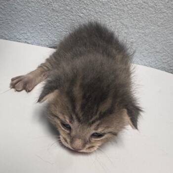Willie -  Domestic Short Hair Cat for Adoption in Riverside, California - Willie | PetCurious