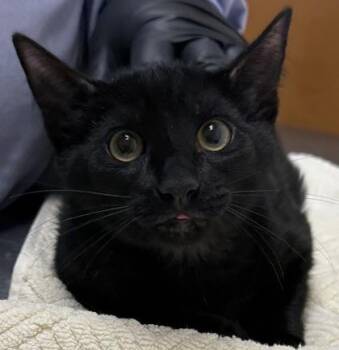 Melodic -  Domestic Short Hair Cat for Adoption in Eugene, Oregon - Melodic | PetCurious