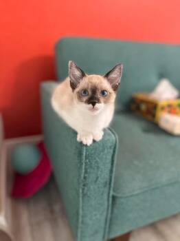 Molly (Coconut) -  Siamese Cat for Adoption in New Braunfels, Texas - Molly (Coconut) | PetCurious
