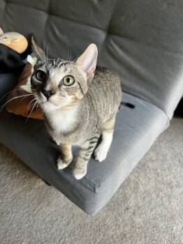 Rescue Domestic Short Hair Cats for Adoption in Davis, California - Viktor | PetCurious