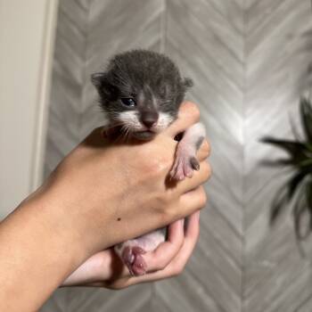 Rescue Domestic Short Hair Cats for Adoption in Portage, Michigan - Carl | PetCurious