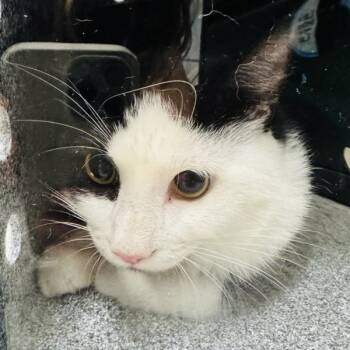 Lincoln -  Domestic Short Hair Cat for Adoption in Des Moines, Iowa - Lincoln | PetCurious