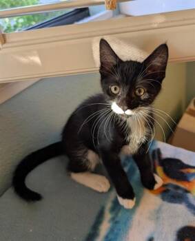 RANGER -  Domestic Short Hair Cat for Adoption in Sacramento, California - RANGER | PetCurious