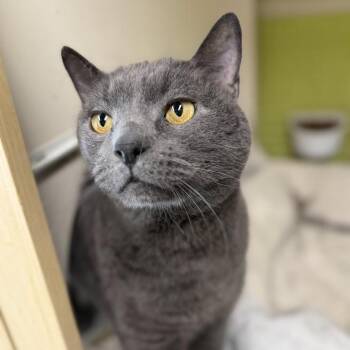 Gigi -  Domestic Short Hair Cat for Adoption in La Plata, Maryland - Gigi | PetCurious
